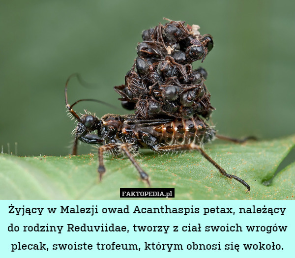 Żyjący w Malezji owad Acanthaspis petax należący do rodziny Reduviidae tworzy