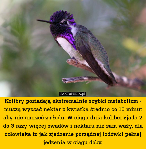 Kolibry posiadają ekstremalnie szybki metabolizm - muszą wyssać nektar z