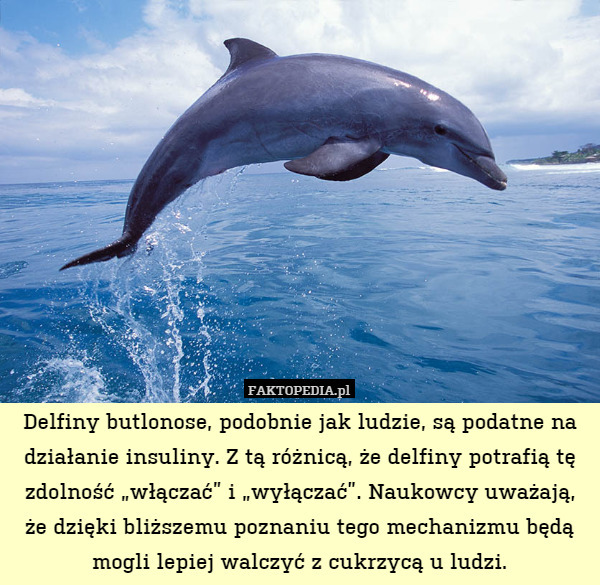 Delfiny butlonose podobnie jak ludzie są podatne na działanie insuliny.