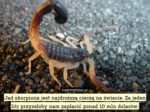 Jad skorpiona jest najdroższą cieczą na świecie. Za jeden litr przyszłoby