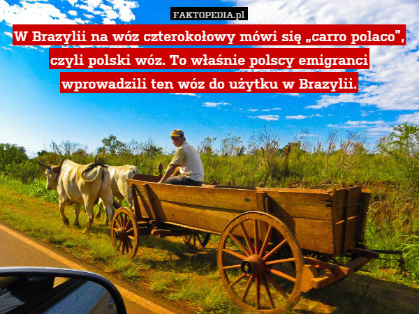 W Brazylii na wóz czterokołowy mówi się „carro polaco”, czyli polski wóz.