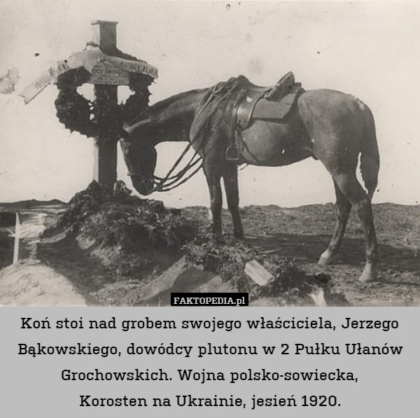 Koń stoi nad grobem swojego właściciela, Jerzego Bąkowskiego, dowódcy plutonu
