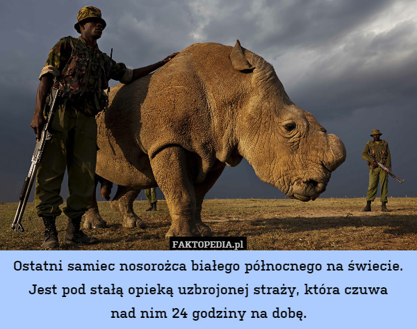 Ostatni samiec nosorożca białego północnego na świecie. Jest pod stałą opieką