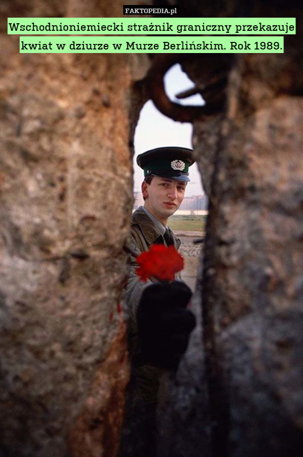 Wschodnioniemiecki strażnik graniczny przekazuje kwiat w dziurze w Murze