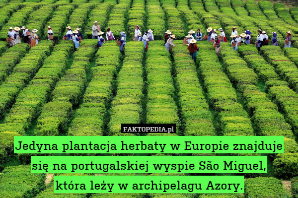 Jedyna plantacja herbaty w Europie znajduje się na portugalskiej wyspie