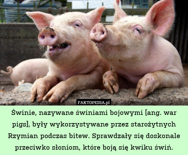 Świnie, nazywane świniami bojowymi [ang. war pigs], były wykorzystywane