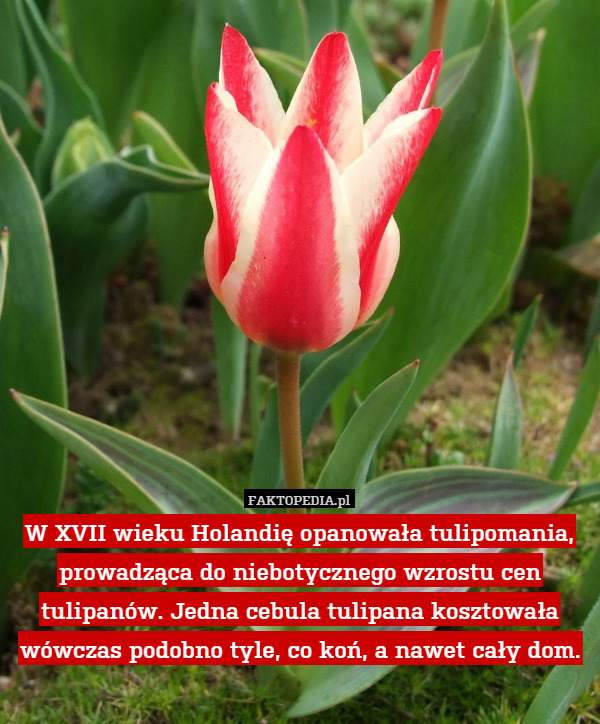 W XVII wieku Holandię opanowałą tulipomania, prowadząca do niebotycznego