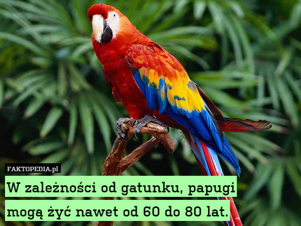 W zależności od gatunku, papugi mogą żyć