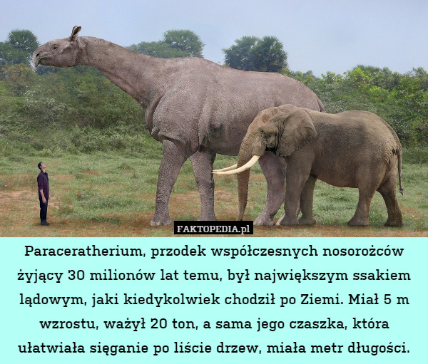 Paraceratherium, przodek współczesnych nosorożców żyjący 30 milionów lat