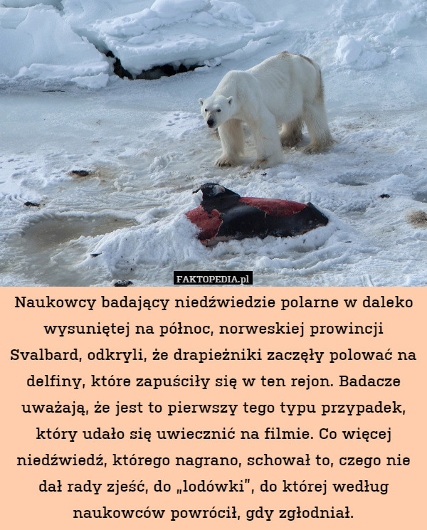 Naukowcy badający niedźwiedzie polarne w daleko wysuniętej na północ, norweskiej