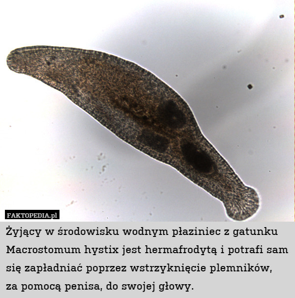 Żyjący w środowisku wodnym płaziniec z gatunku Macrostomum hystix jest hermafrodytą
