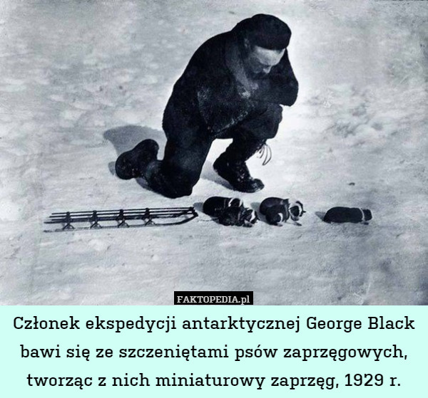 Członek ekspedycji antarktycznej George Black bawi się ze szczeniętami psów