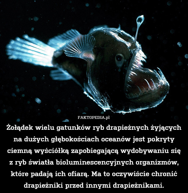 Żołądek wielu gatunków ryb drapieżnych żyjących na dużych głębokościach