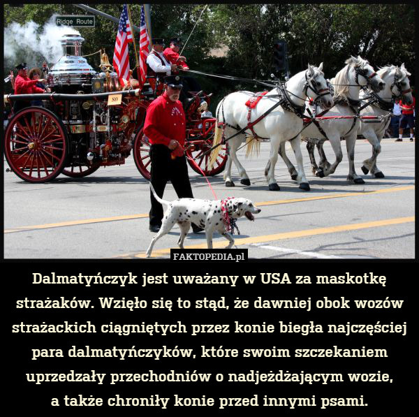 Dalmatyńczyk jest uważany w USA za maskotkę strażaków. Wzięło się to stąd,