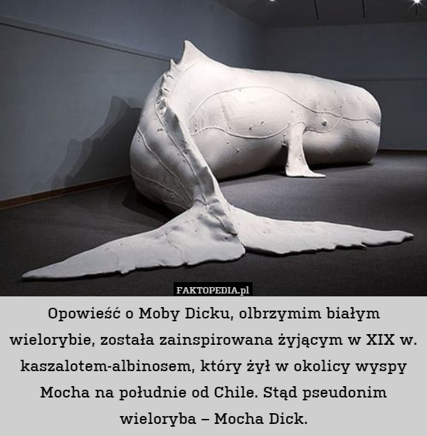 Opowieść o Moby Dicku, olbrzymim białym wielorybie, została zainspirowana
