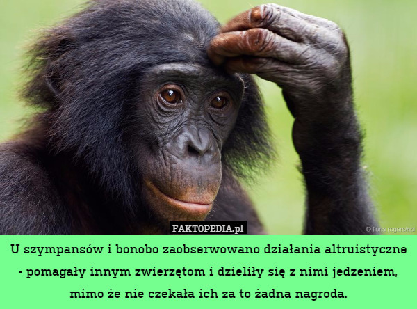 U szympansów i bonobo zaobserwowano działania altruistyczne - pomagały innym