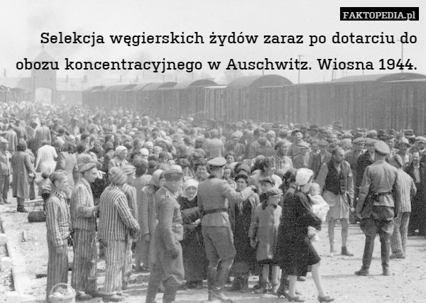 Selekcja węgierskich żydów zaraz po dotarciu do obozu koncentracyjnego w