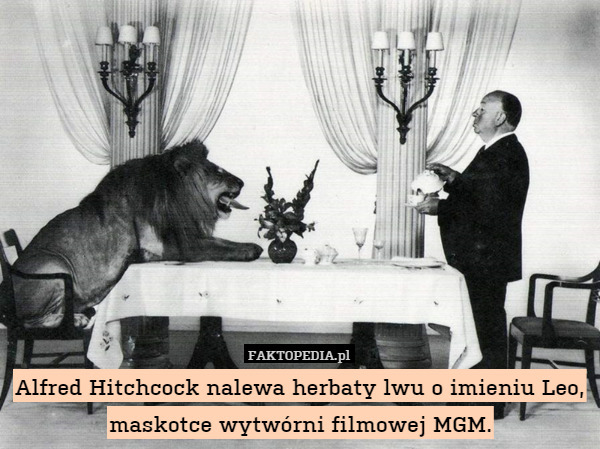 Alfred Hitchcock nalewa herbaty lwu o imieniu Leo, maskotce wytwórni filmowej
