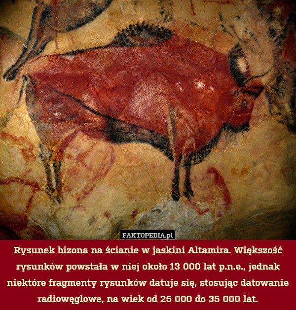 Rysunek bizona na ścianie w jaskini Altamira. Większość rysunków powstała