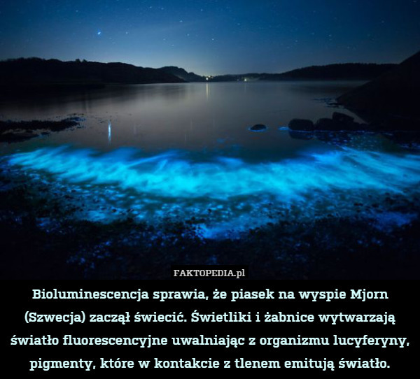 Bioluminescencja sprawia, że piasek na wyspie Mjorn (Szwecja) zaczął świecić.