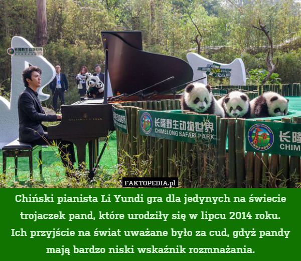 Chiński pianista Li Yundi gra dla jedynych na świecie trojaczek pand, które