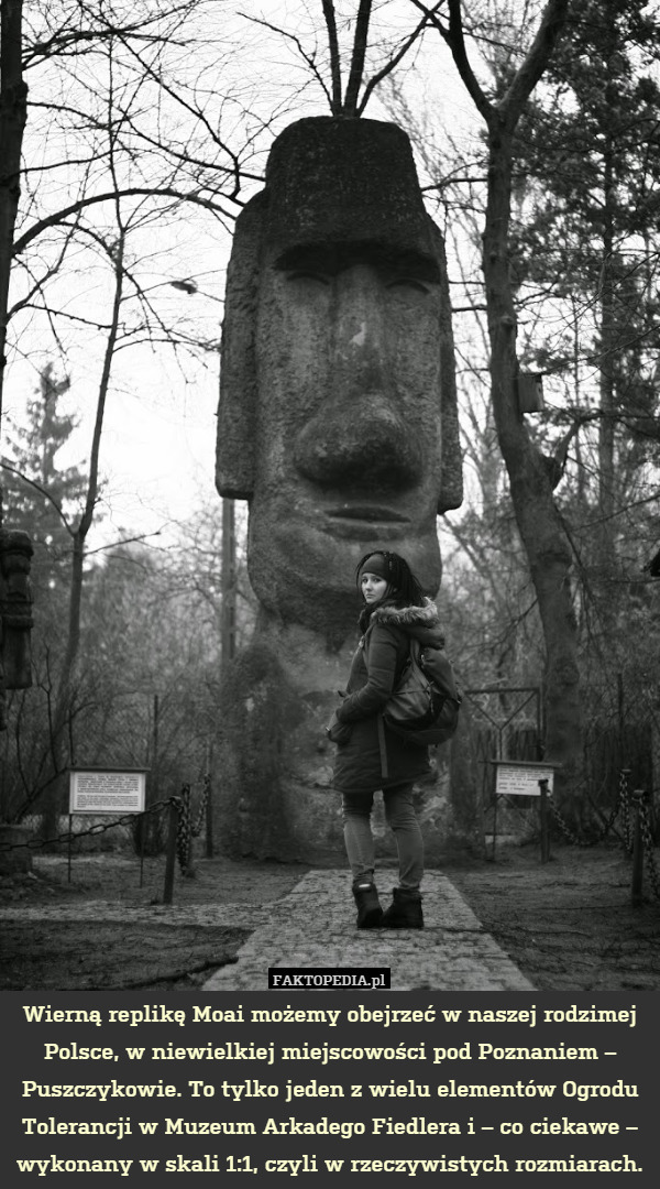Wierną replikę Moai możemy obejrzeć w naszej rodzimej Polsce, w niewielkiej