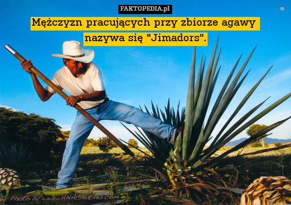 Mężczyzn pracujących przy zbiorze agawy 
nazywa się "Jimadors".
