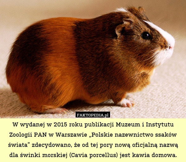 W wydanej w 2015 roku publikacji Muzeum i Instytutu Zoologii PAN w Warszawie