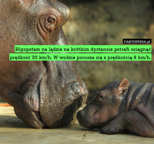Hipopotam na lądzie na krótkim dystansie potrafi osiągnąć prędkość 30 km/h.