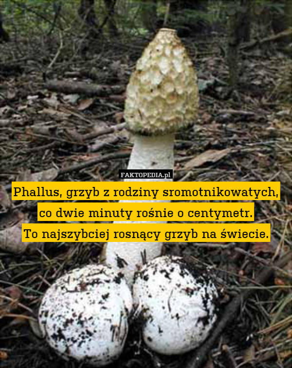Phallus, grzyb z rodziny sromotnikowatych, co dwie minuty rośnie o centymetr.