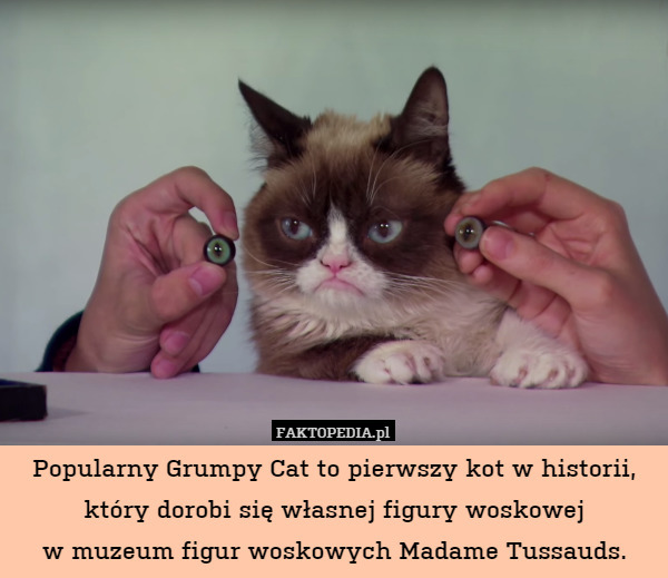 Popularny Grumpy Cat to pierwszy kot w historii, który dorobi się własnej