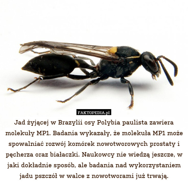 Jad żyjącej w Brazylii osy Polybia paulista zawiera molekuły MP1. Badania