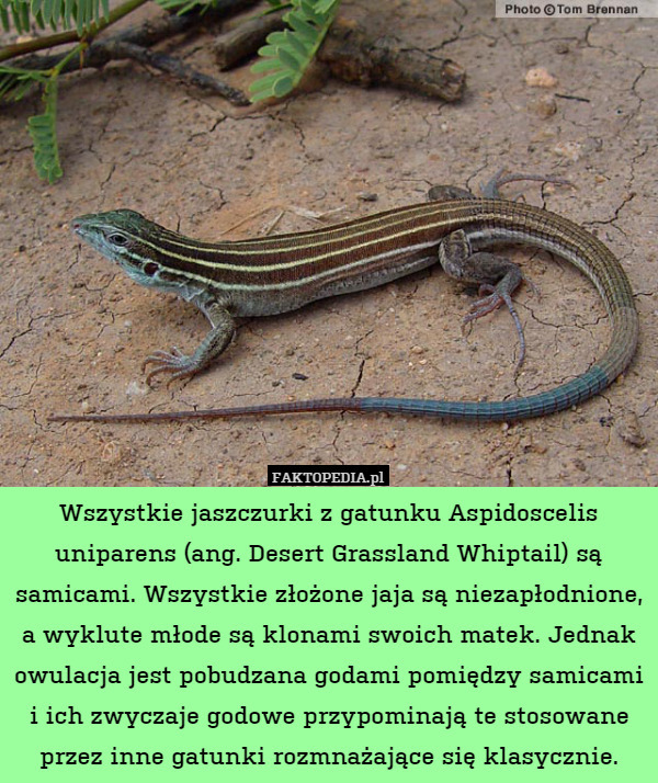 Wszystkie jaszczurki z gatunku Aspidoscelis uniparens (ang. Desert Grassland