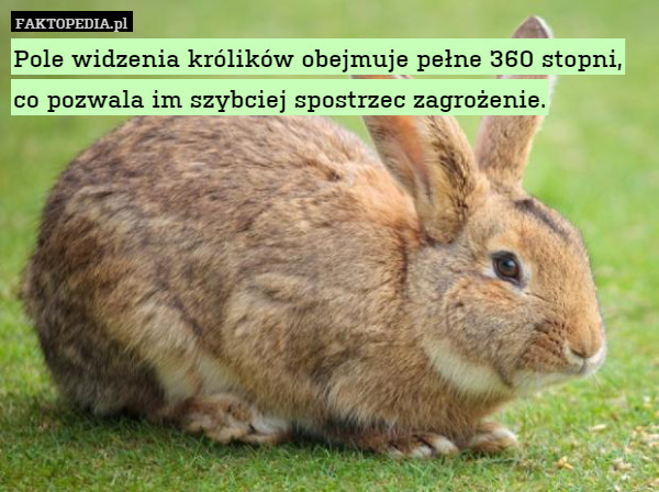 Pole widzenia królików obejmuje pełne 360 stopni, co pozwala im szybciej
