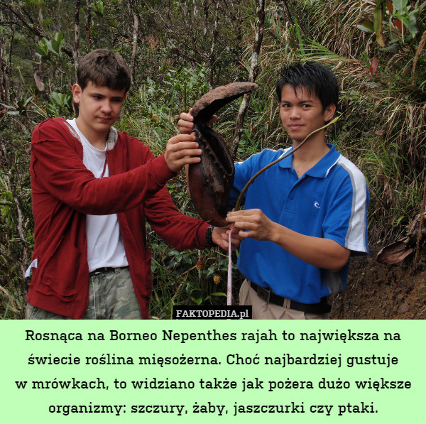 Rosnąca na Borneo Nepenthes rajah to największa na świecie roślina mięsożerna.