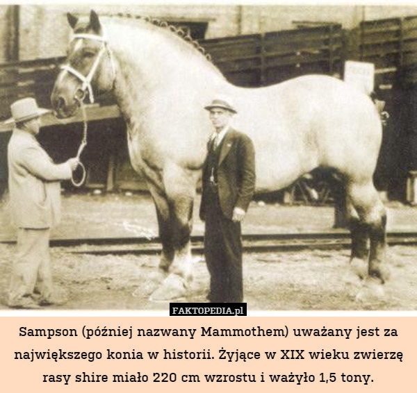 Sampson (później nazwany Mammothem) uważany jest za największego konia w