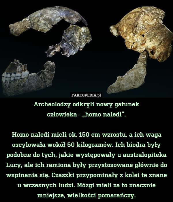 Archeolodzy odkryli nowy gatunek człowieka - "homo naledi".Homo