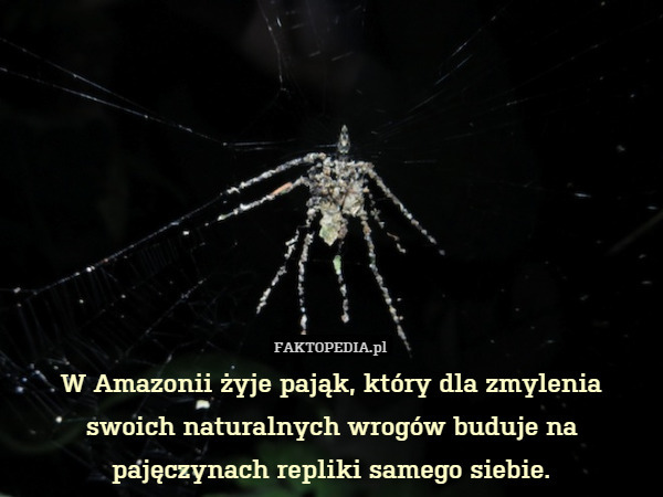 W Amazonii żyje pająk, który dla zmylenia swoich naturalnych wrogów buduje