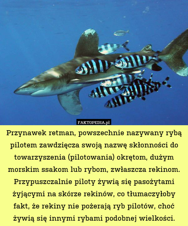 Przynawek retman, powszechnie nazywany rybą pilotem zawdzięcza swoją nazwę