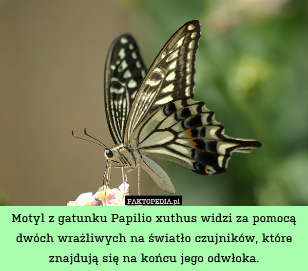 Motyl z gatunku Papilio xuthus widzi za pomocą dwóch wrażliwych na światło