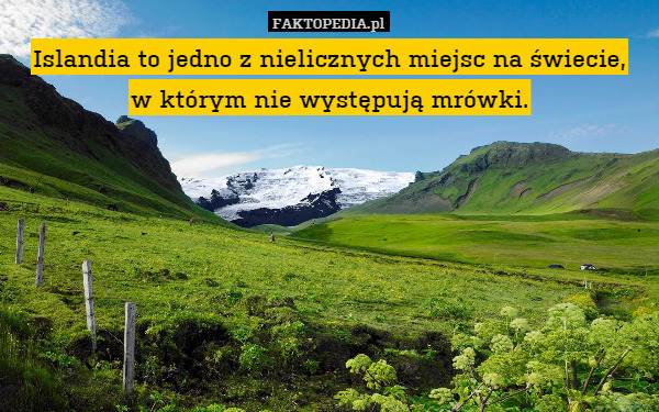 Islandia to jedno z nielicznych miejsc na świecie w którym nie występują