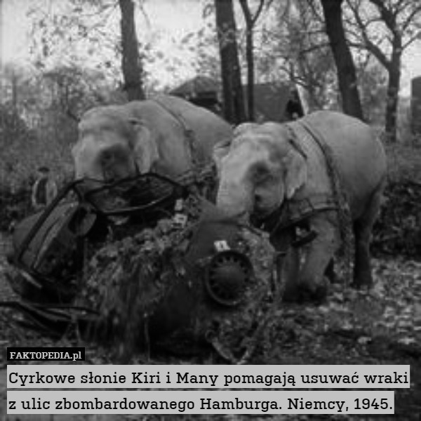 Cyrkowe słonie Kiri i Many pomagają usuwać wraki z ulic zbombardowanego