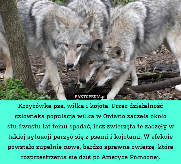 Krzyżówka psa, wilka i kojota. Przez działalność człowieka populacja wilka