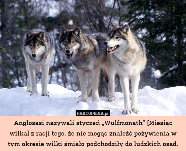 Anglosasi nazywali styczeń „Wulfmonath” [Miesiąc wilka] z racji tego, że