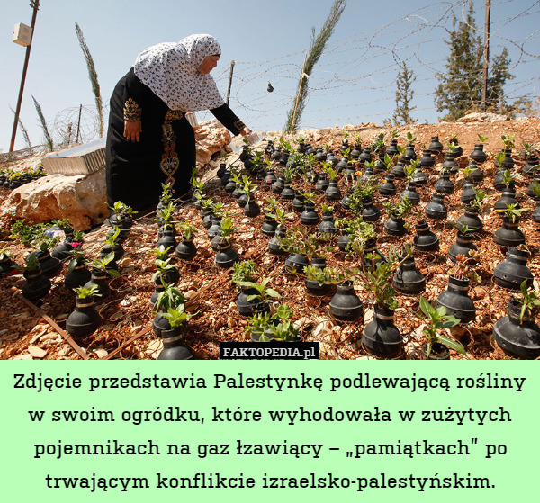 Zdjęcie przedstawia Palestynkę podlewającą rośliny w swoim ogródku, które