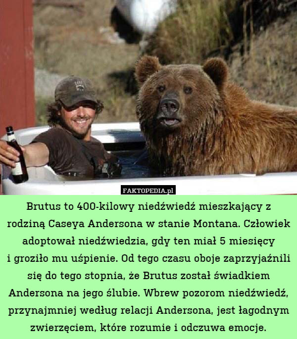 Brutus to 400-kilowy niedźwiedź mieszkający z rodziną Caseya Andersona w