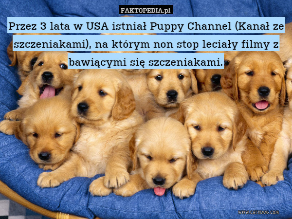 Przez 3 lata w USA istniał Puppy Channel (Kanał ze szczeniakami), na którym