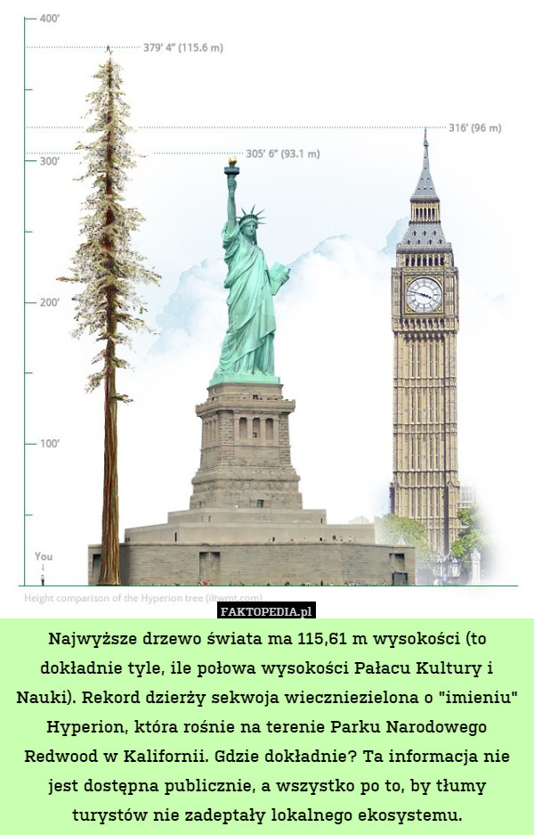 Najwyższe drzewo świata ma 115,61 m wysokości (to dokładnie tyle, ile połowa