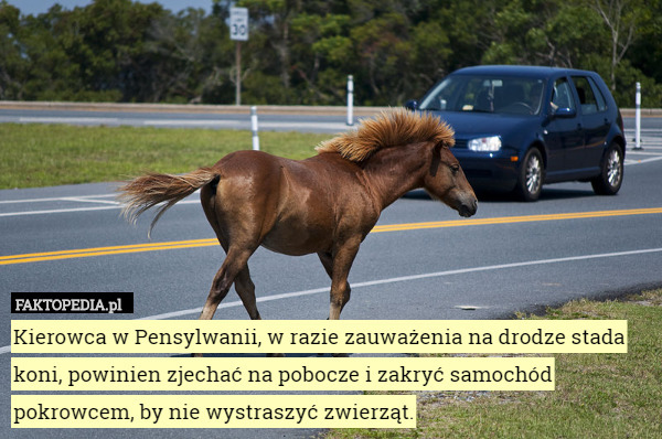 Kierowca w Pensylwanii, w razie zauważenia na drodze stada koni, powinien...