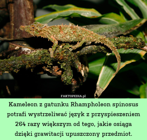 Kameleon z gatunku Rhampholeon spinosus potrafi wystrzeliwać język z prędkością
